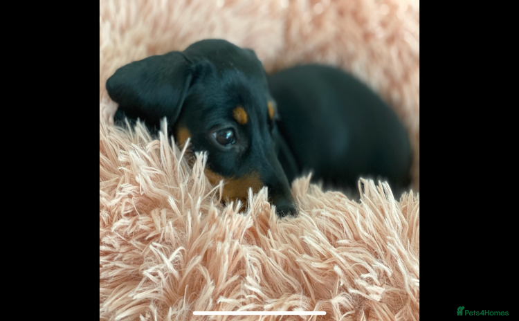 Miniature Dachshund dogs - Advert 1