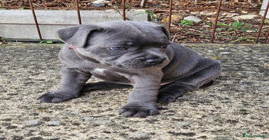 Staffordshire Bull Terrier dogs - Advert 1