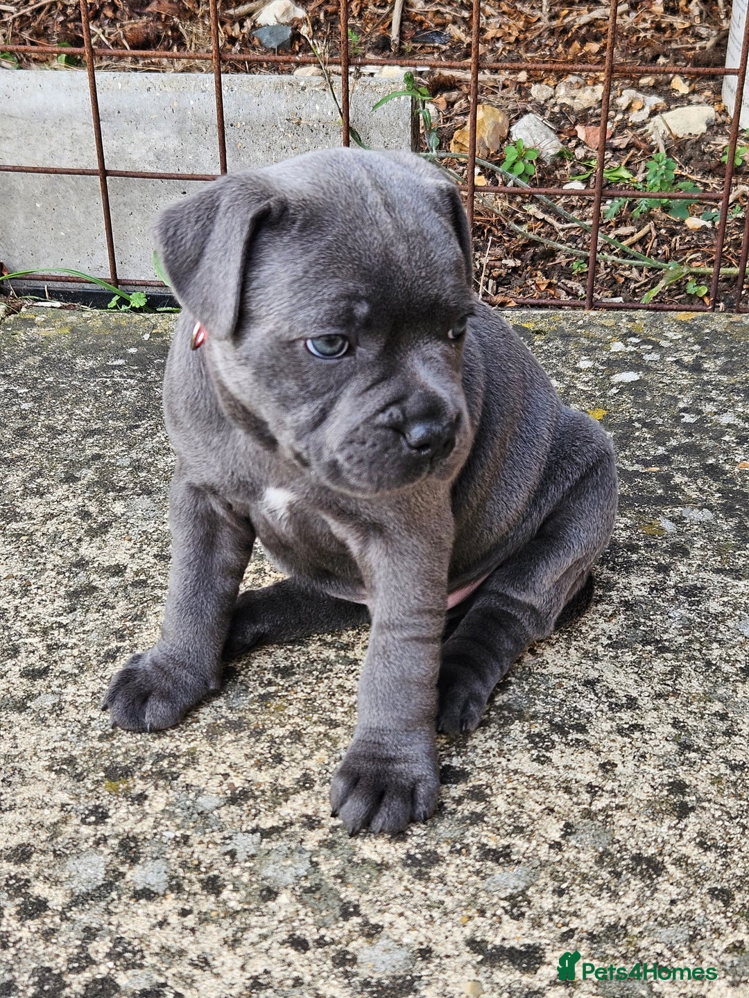 Staffordshire Bull Terrier dogs for sale: Staffordshire Bull Terrier boys - Image 3
