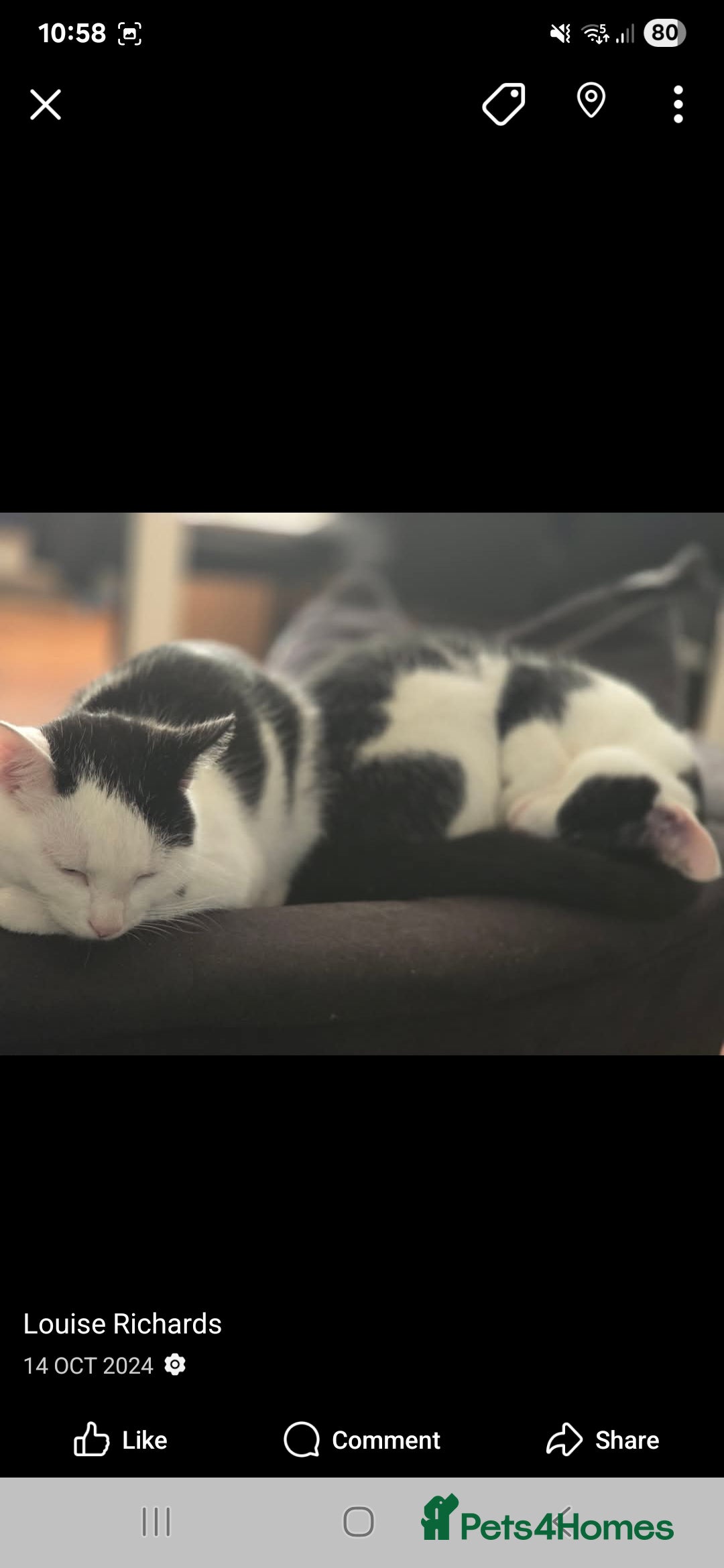 Manx cats for sale: Brothers - Image 2