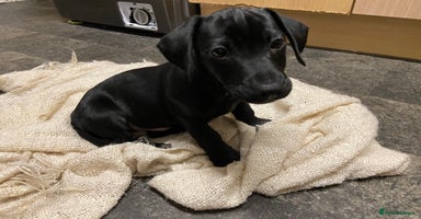 Mixed Breed dogs - Advert 4
