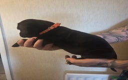 Cane Corso dogs for sale: Purebred champion bloodline cane corso puppies - Image 3