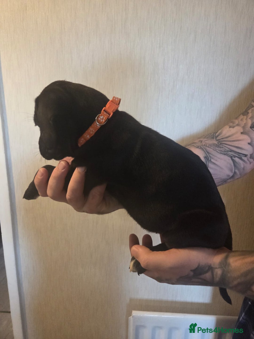 Cane Corso dogs for sale: Purebred champion bloodline cane corso puppies - Image 3