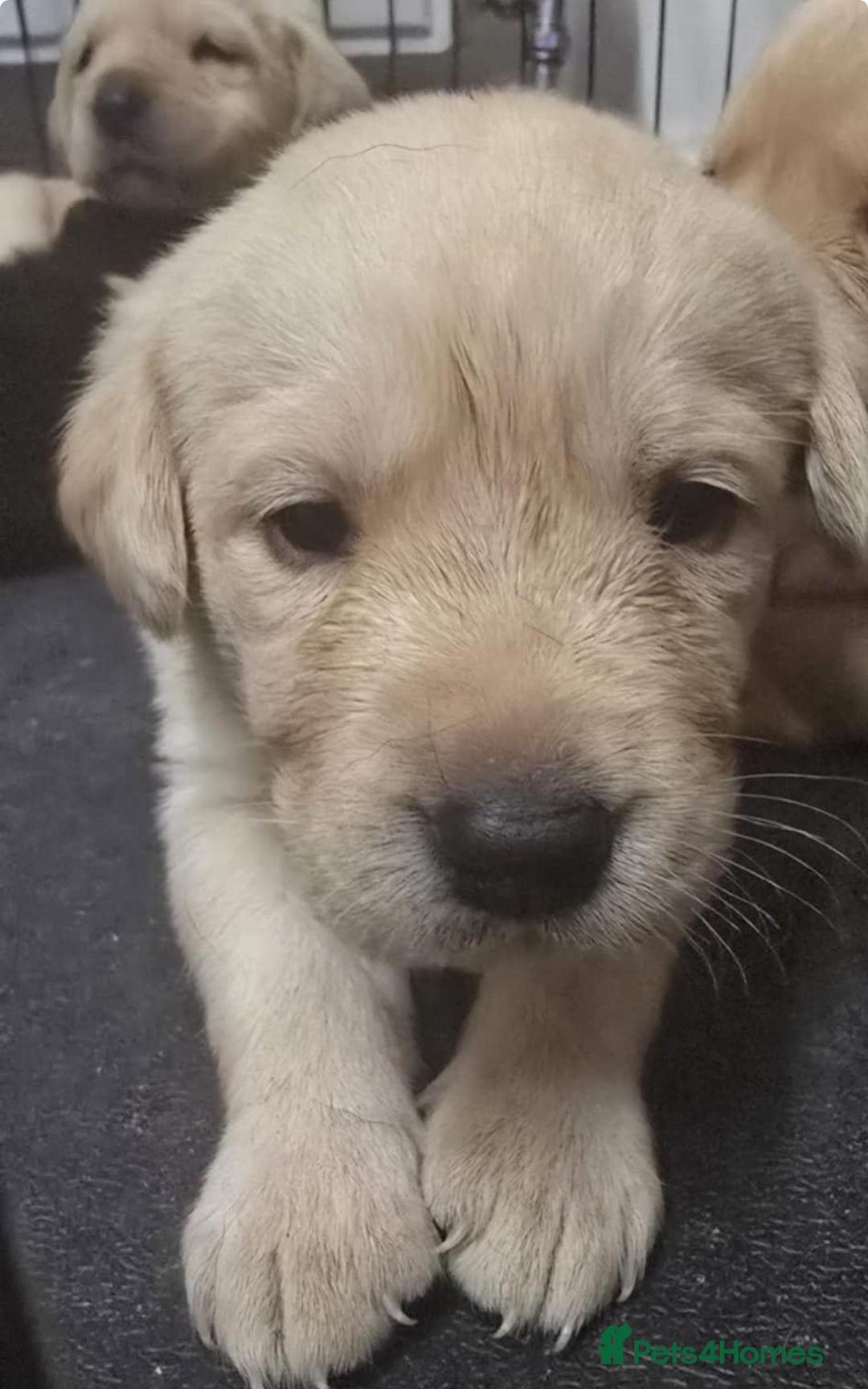 Labrador Retriever dogs for sale: 3 Beautiful Labrador Girls - Advert 8