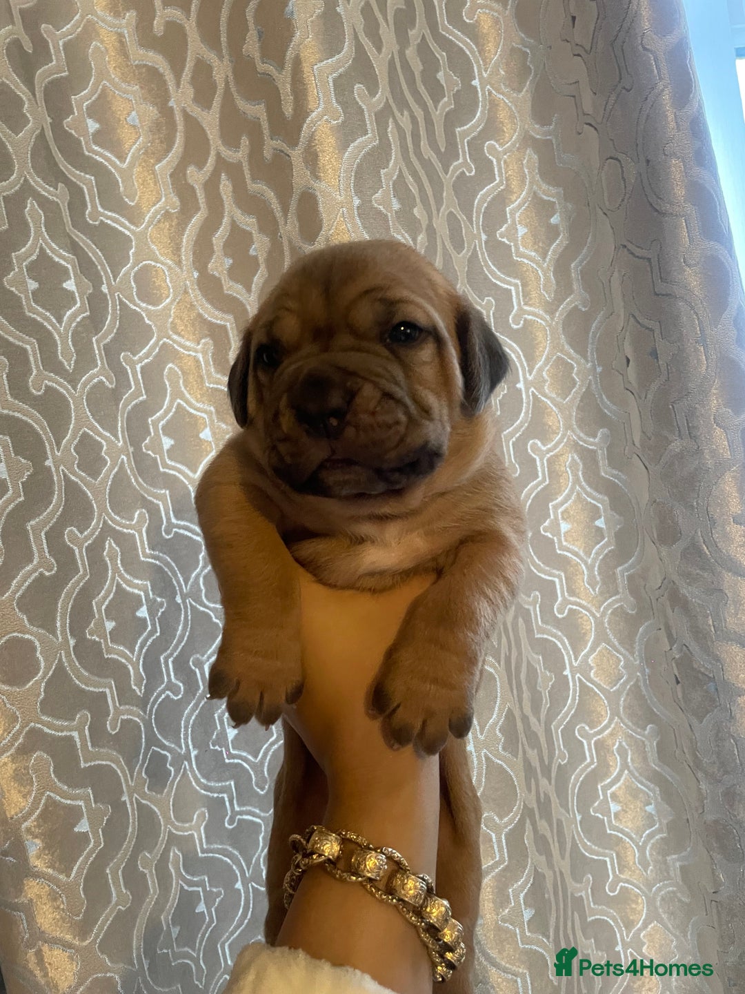 Dogue De Bordeaux dogs for sale: 3 beautiful dogue de bordeaux puppies for sale - Advert 4