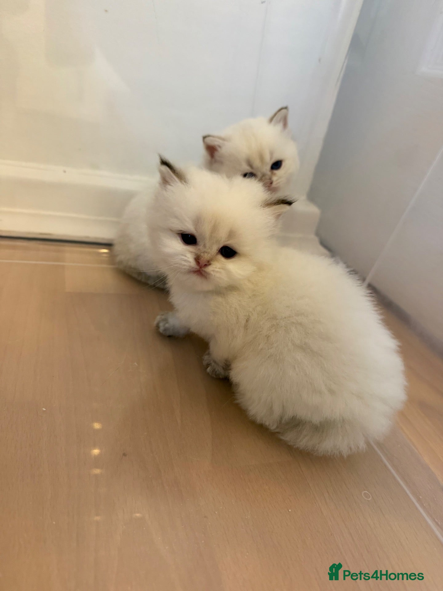 British Longhair cats NY12 GOLDEN SHADED & WHITE BRITISH LONG HAIR - Advert 6
