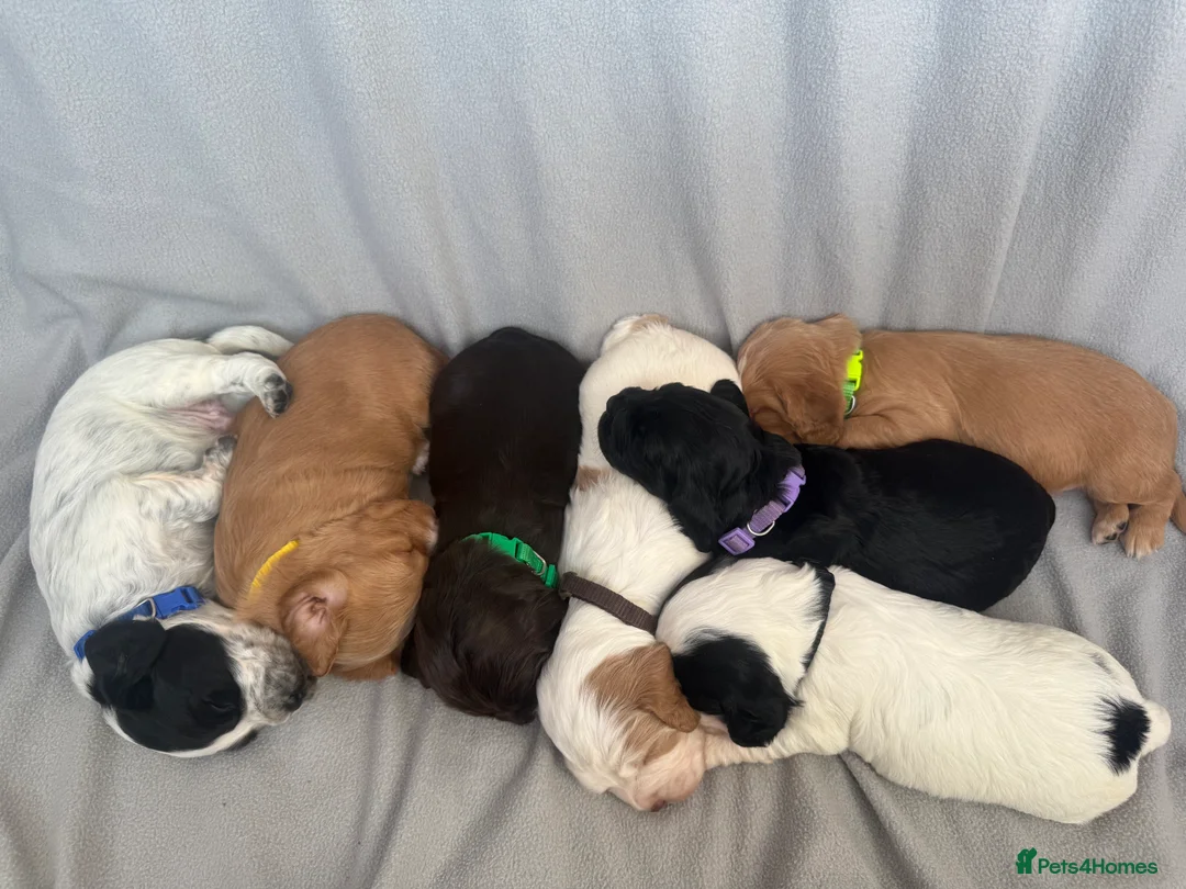 Cocker Spaniel dogs for sale: 🐶🐾 Exceptional Working Cocker Spaniel Puppies 🐾 - Advert 2
