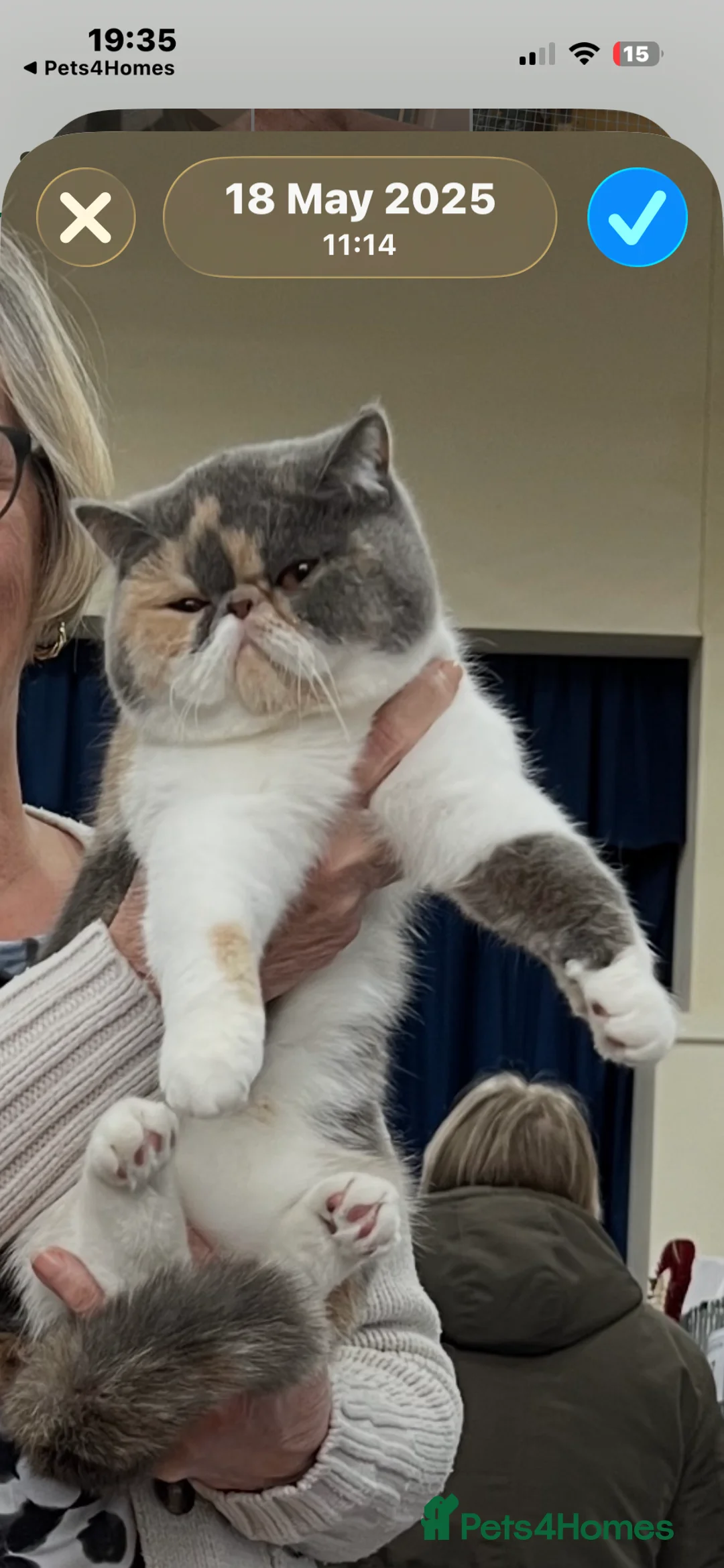 Exotic cats for sale: Beautiful Exotic kitten - Advert 5