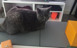 British Shorthair cats for sale: Lovely British short hair twins - Image 6
