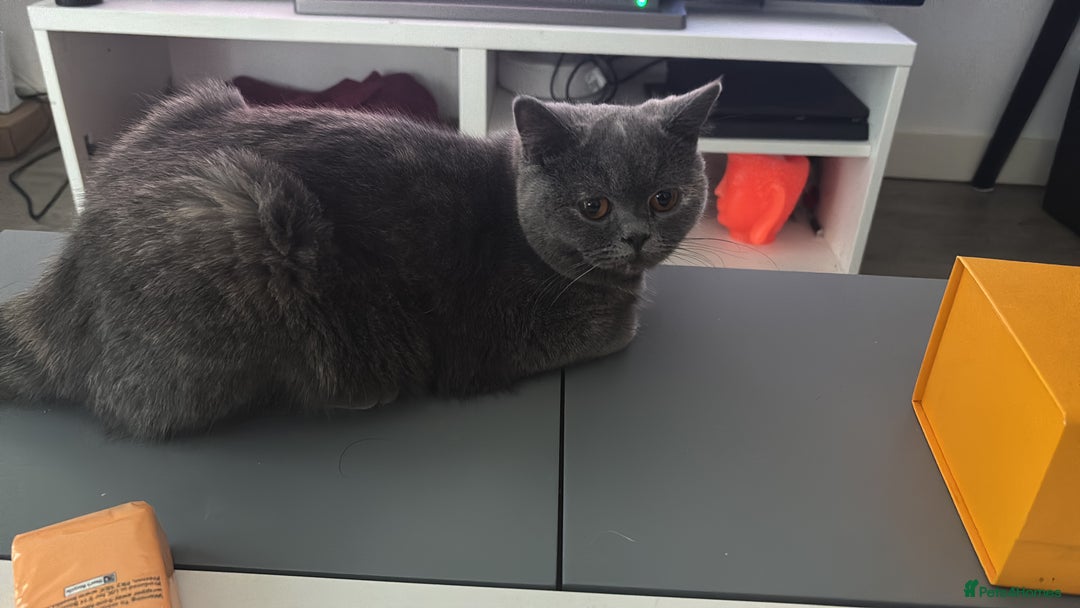 British Shorthair cats for sale: Lovely British short hair twins - Image 6