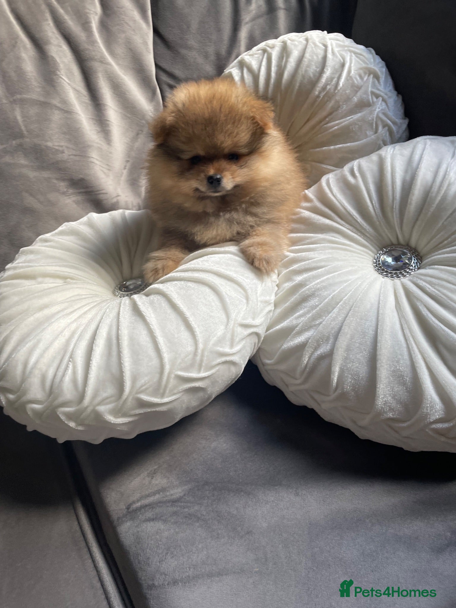 Pomeranian dogs Gorgeous Orange Sable Male Pomeranian Puppy  - Advert 10