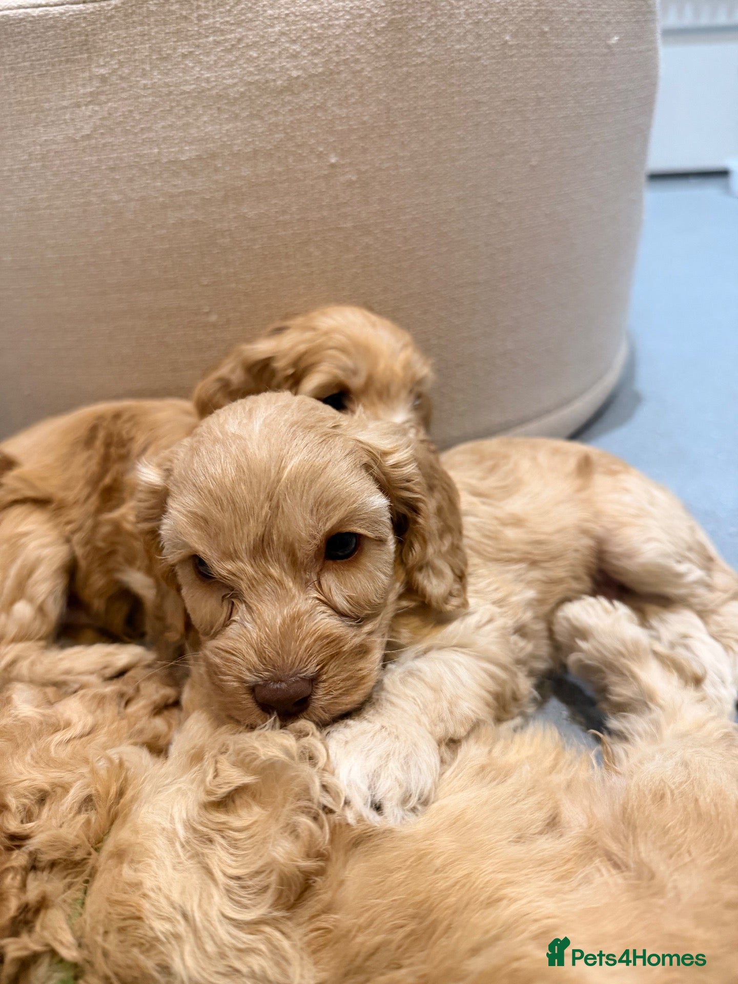 Cockapoo dogs 🐾 Gorgeous F2 Cockapoo Puppies 🐾 - Advert 2