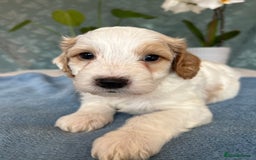 Cockapoo dogs for sale: Cocker Spaniel x Cockapoo Puppies Ready Soon  - Image 30