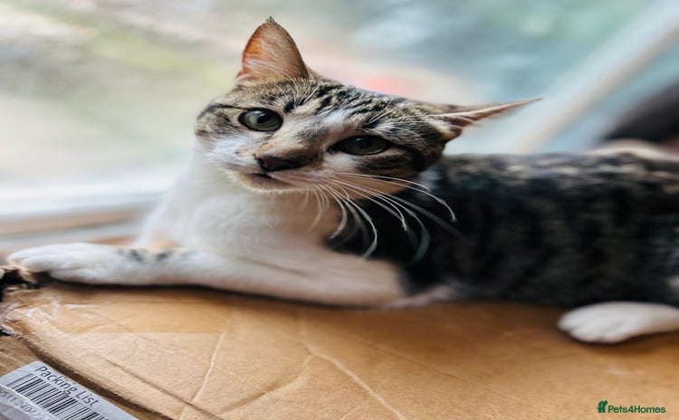 American Wirehair cats - Advert 2