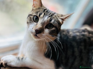 American Wirehair cats for sale - Advert 1