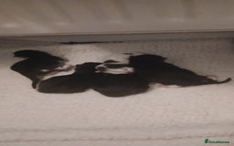 Mixed Breed cats for sale: 4 kittens - Image 4