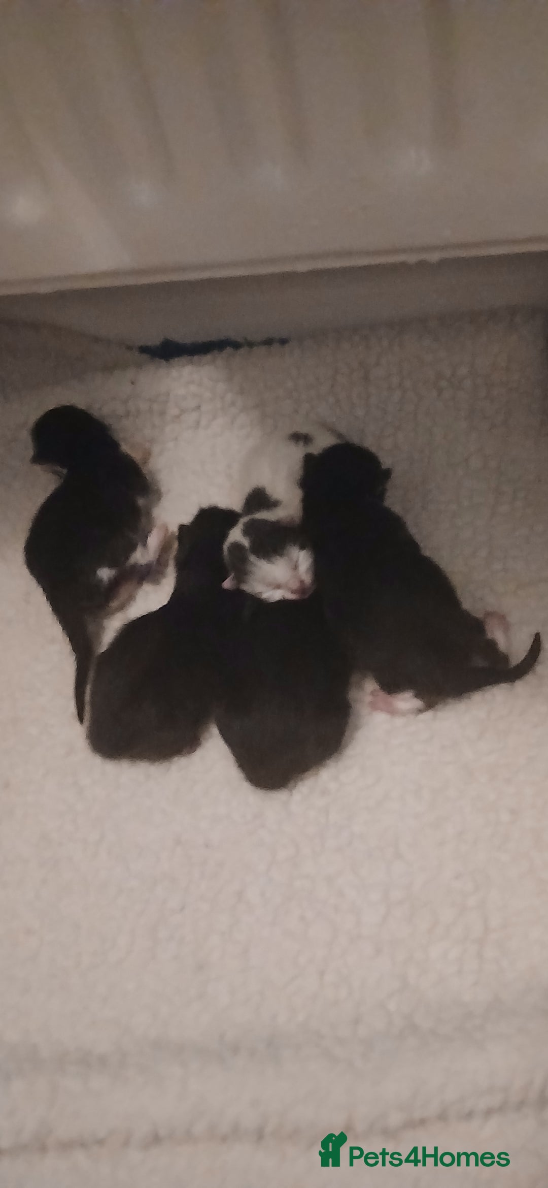 Mixed Breed cats for sale: 4 kittens - Image 4