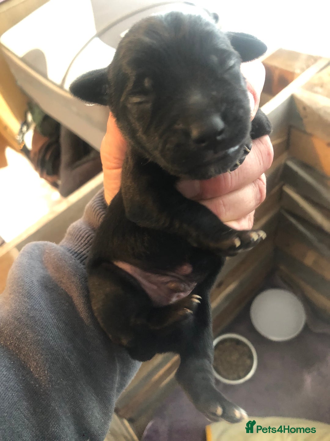 Patterjack dogs for sale: Both mum and dad are family pets - Image 4