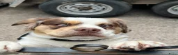 Mixed Breed dogs for sale: Billy - Advert 3