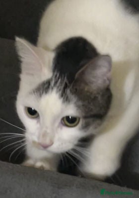 Mixed Breed cats BELLA - Advert 2