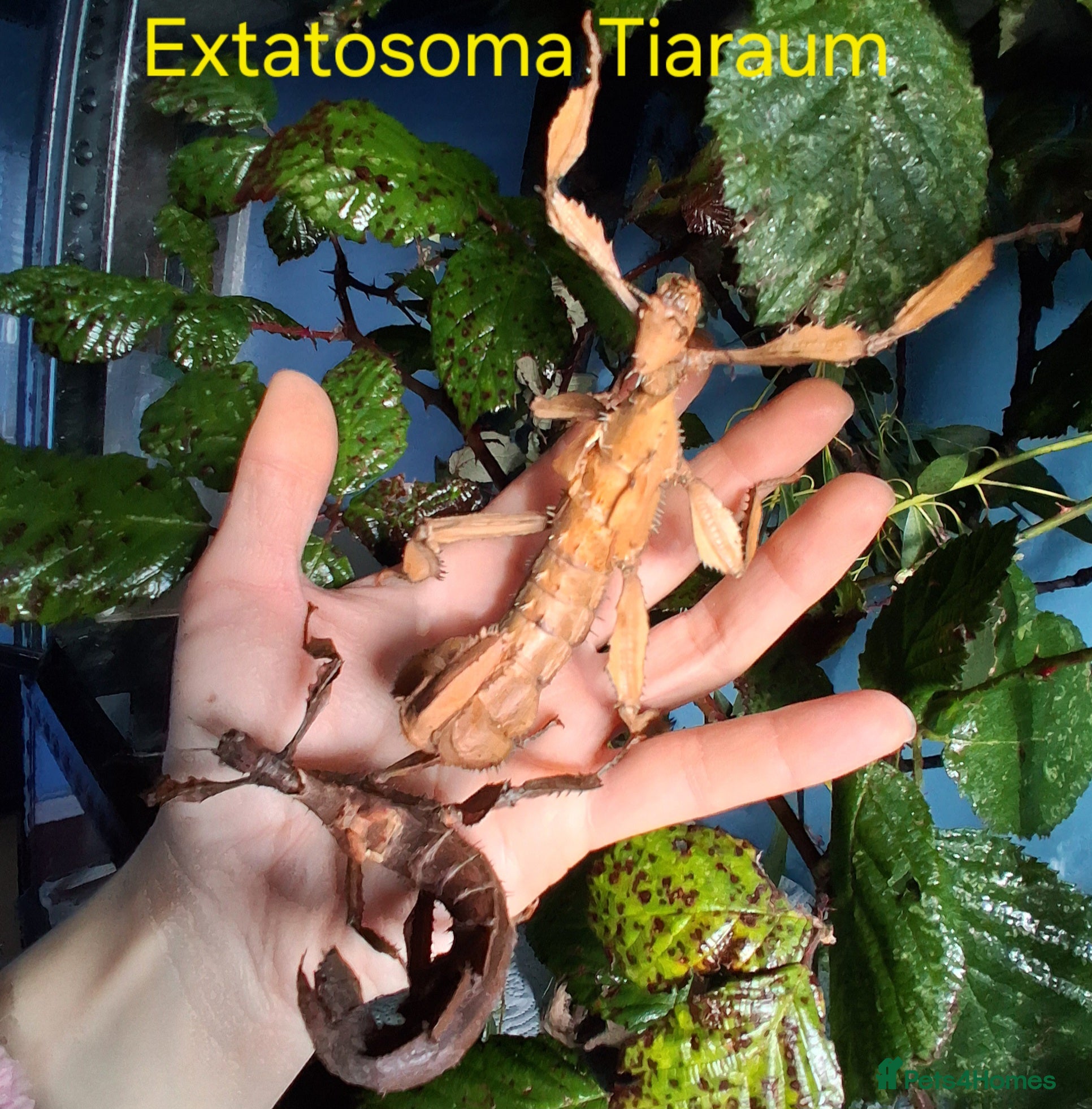 Mixed Breed invertebrates Stick Insects and Isopods - Advert 5