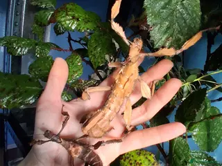 Mixed Breed invertebrates Stick Insects and Isopods - Advert 5