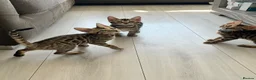 Bengal cats for sale: Stunning full pedigree registered bengal kittens  - Advert 38