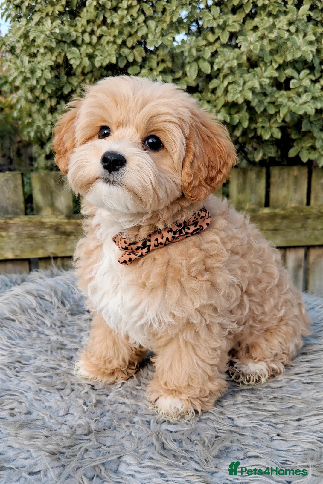 Maltipoo dogs for sale:  F1 Asian Maltipoo Puppies  - Advert 2