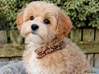 Maltipoo dogs Exclusive F1 Tiny Asian Maltipoo Puppies - Advert 15