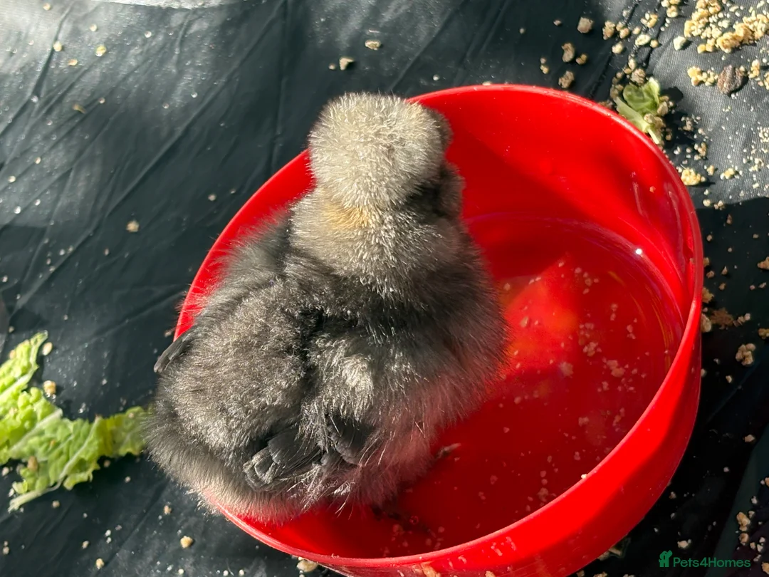 Chickens poultry for sale: Chicks for sale - Advert 6