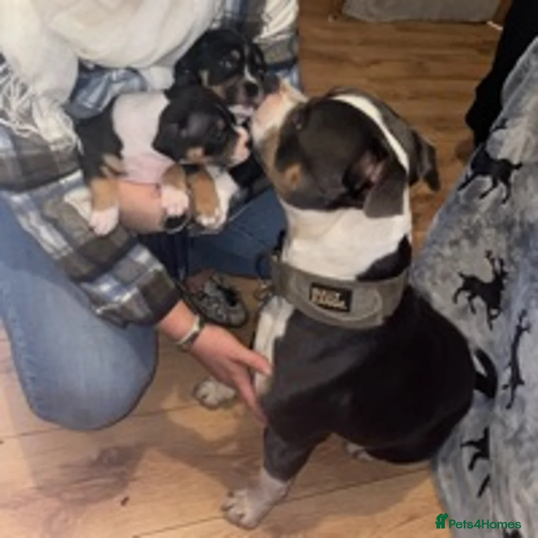 Staffordshire Bull Terrier dogs for stud: Tri blue PROVEN and only the best temperament in Swanage - Advert 13