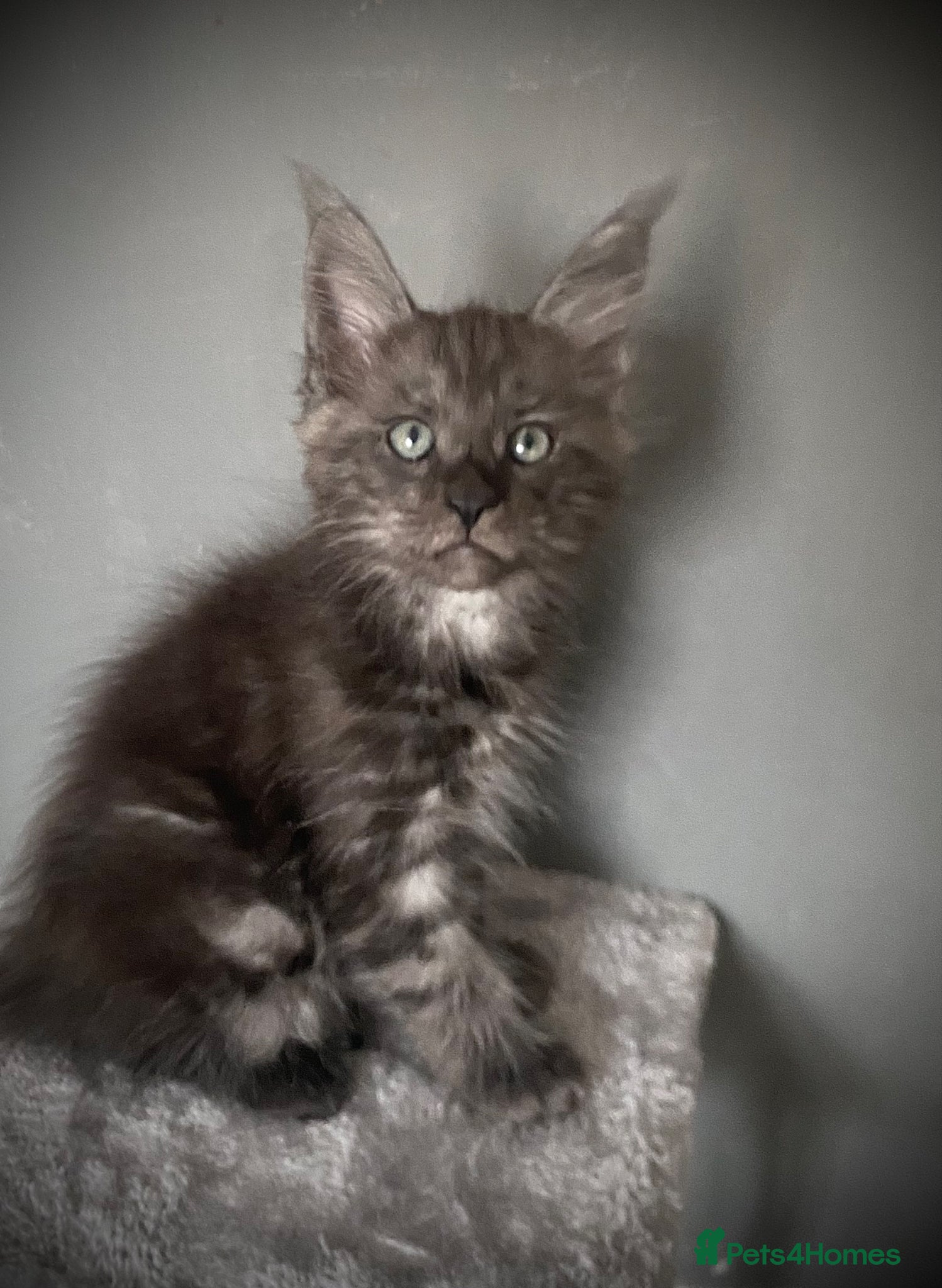 Maine Coon cats TICA registered Maine Coon Kittens  - Advert 1