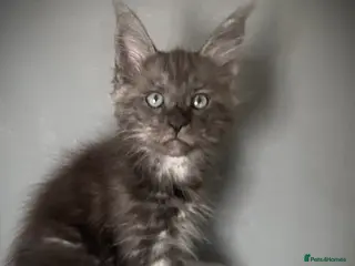 Maine Coon cats for sale: TICA registered Maine Coon Kittens - Advert 3