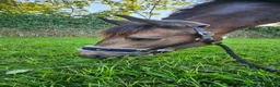 Andalusian horses for sale: Share  in Dereham - Advert 17