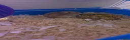 Hamster rodents for sale: Hamster and set up for sale - Advert 3