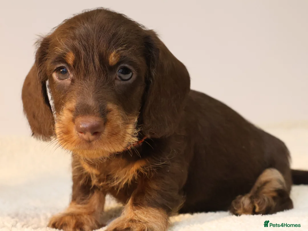 Miniature Dachshund dogs for sale: Choco+Wirehaired+5*Licensed+Kc+Praclear+Vetchecked - Advert 21