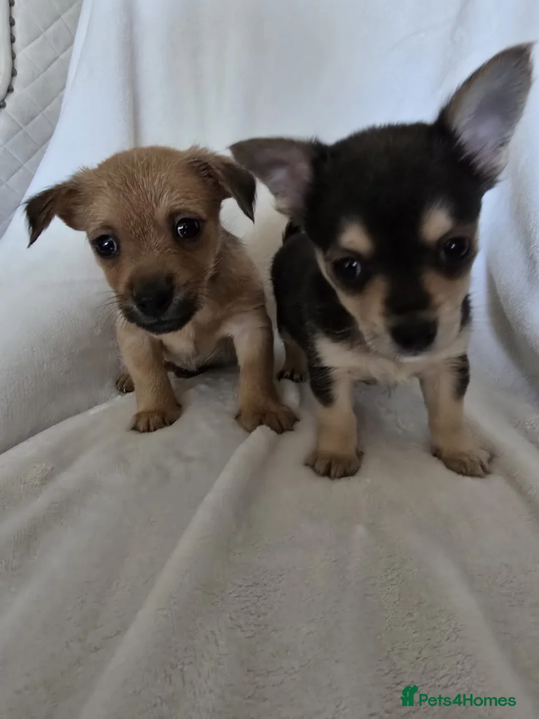 Chihuahua dogs for sale: Chihuahua puppies  - Advert 13