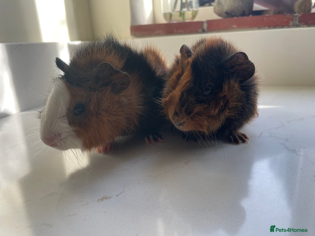 Guinea Pig rodents for sale: Beautiful baby Abyssinian Guinea Pigs - Advert 6