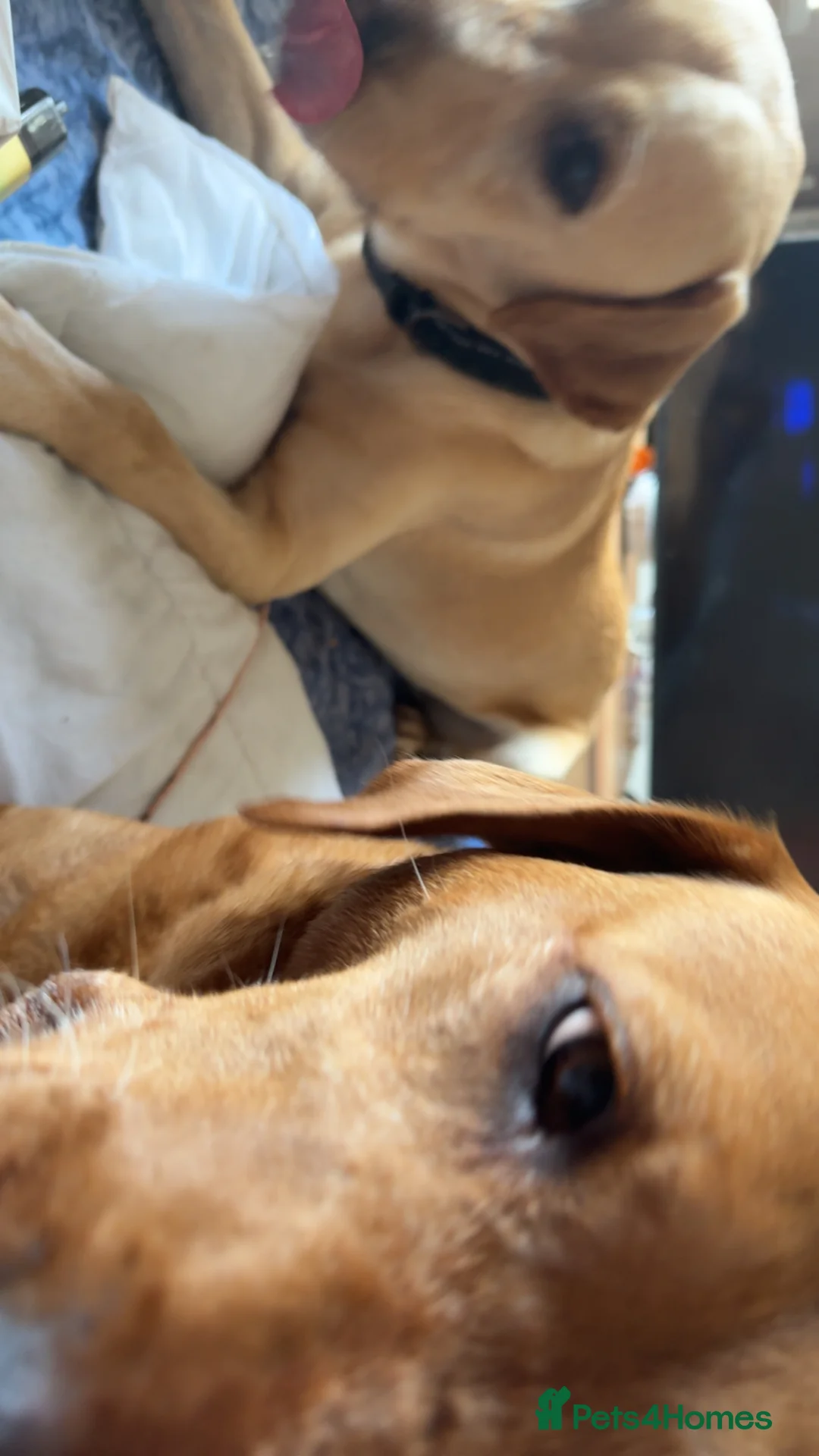 Labrador Retriever dogs for sale: 5 year old Male Labrador  in Swansea - Advert 3