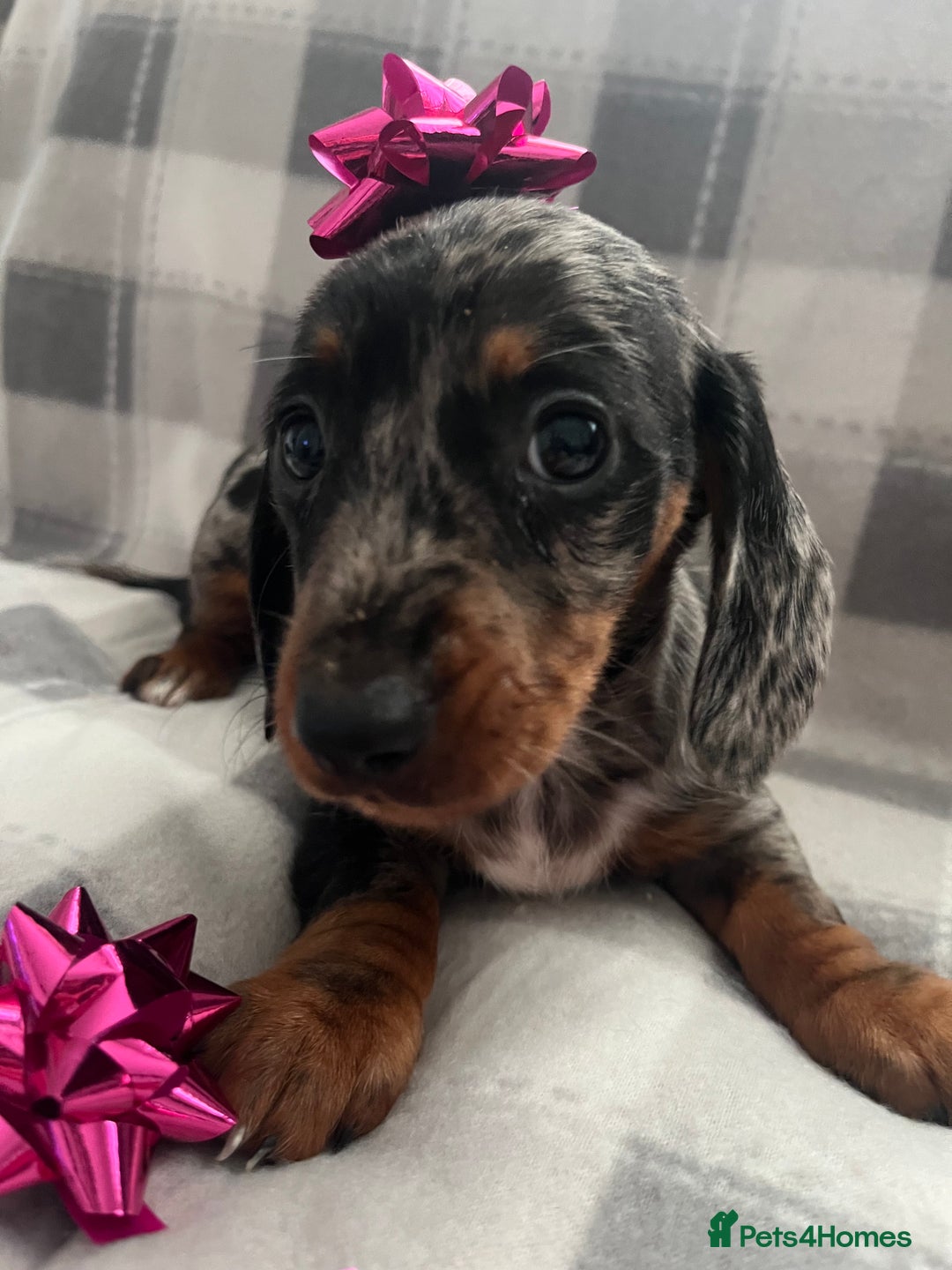 Dachshund dogs for sale: Beautiful rainbow 🌈🌈 litter 💙🩷 - Image 7