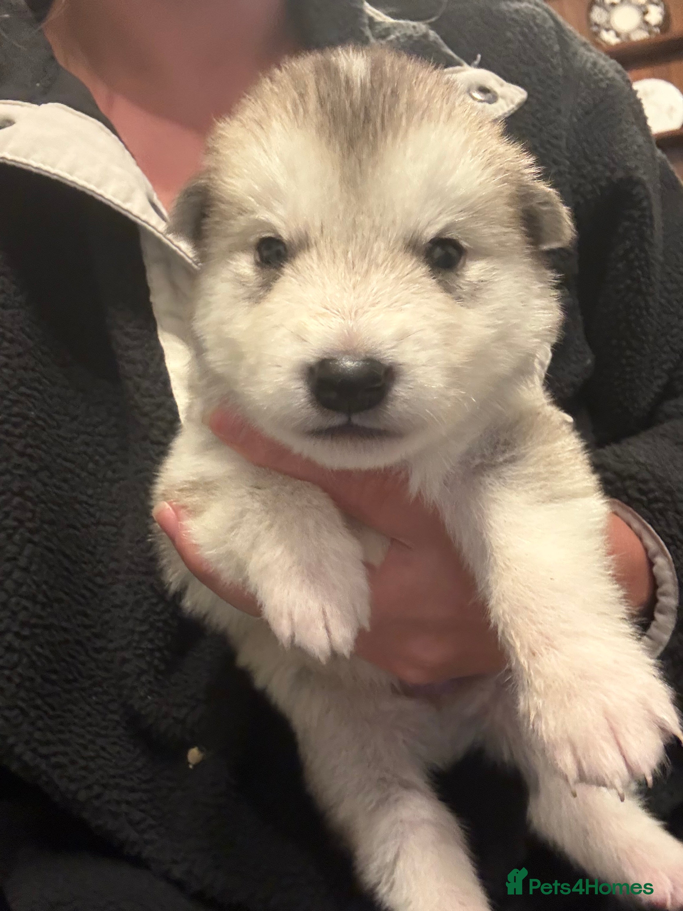 Alaskan Malamute dogs for sale: K.C Registered Quality Alaskan Malamute Puppies - Advert 21