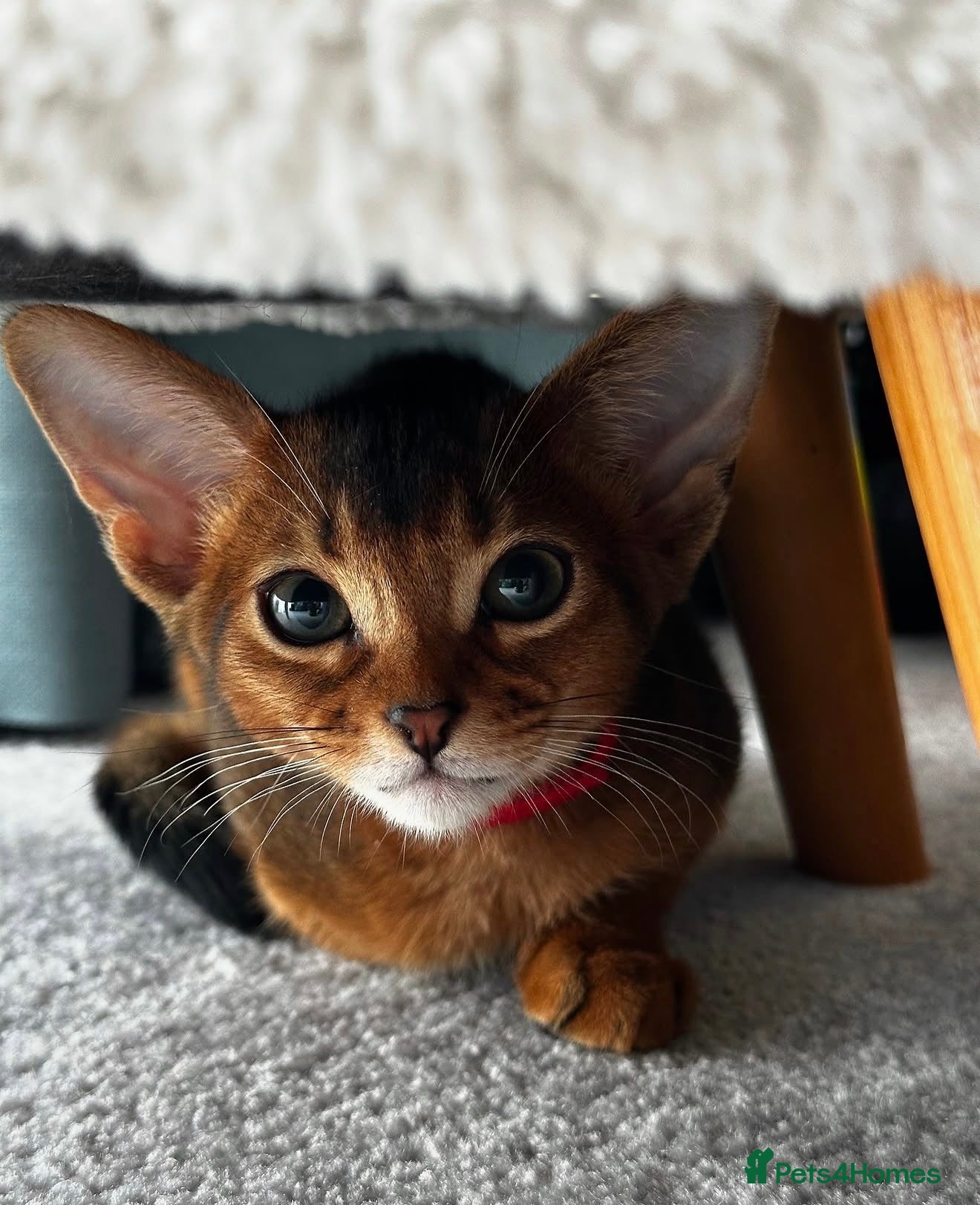Abyssinian cats Only 1 Girl available 🎀 - Advert 2