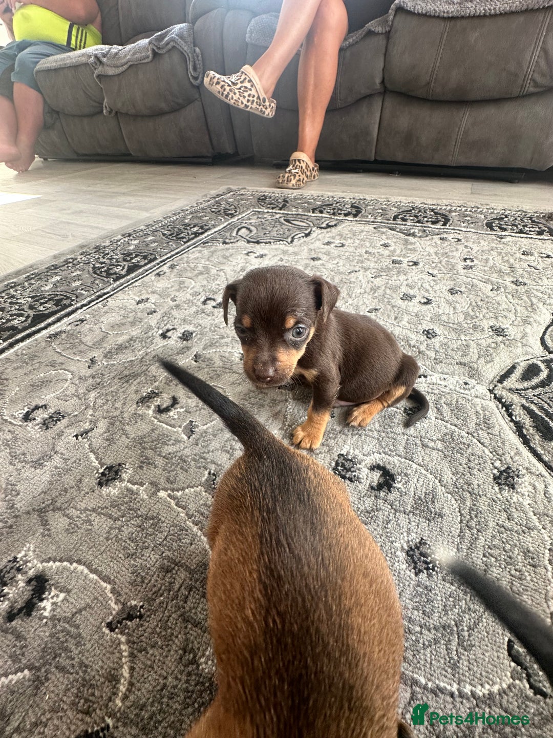 Jack Russell dogs for sale: 4. Beautiful Jack Russell. Pups - Image 6