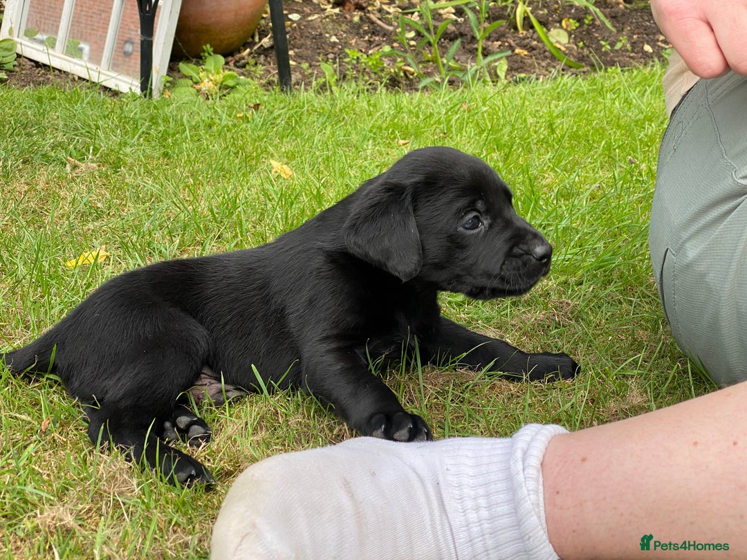 Labrador Retriever dogs for sale: Pedigree Labrador Puppies For Sale - Image 12