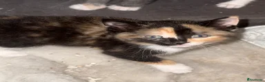 Tortiseshell