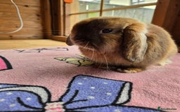 Mini Lop rabbits for sale: Chocolate harliquin boy XX Sold XX  - Image 4