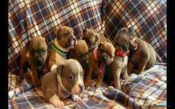 Staffordshire Bull Terrier dogs for sale: Red little one ❤️ - Image 3