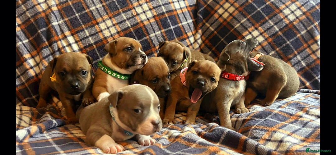 Staffordshire Bull Terrier dogs for sale: Red little one ❤️ - Image 3