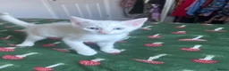 Mixed Breed cats for sale: Beautiful Blue Eyed Boy - Advert 2