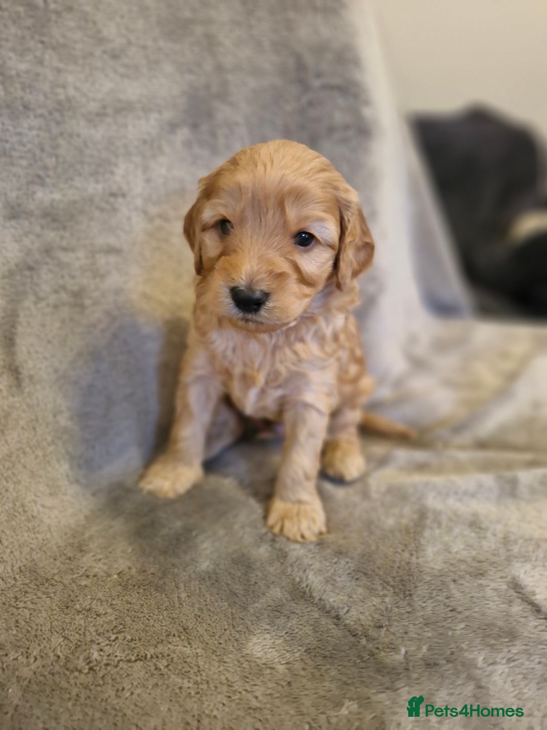 Cockapoo dogs for sale:  F1B COCKAPOO  - Image 7